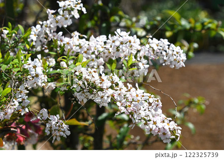 ユキヤナギ（雪柳） 122325739