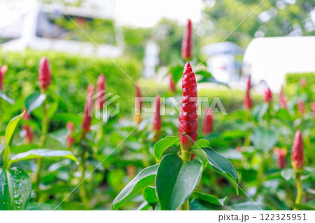Top view of Indian Head Ginger or Red flower, focus selective Top view of Indian Head Ginger or Red flower, focus selective 122325951