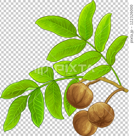 andiroba branch colored illustration 122326000