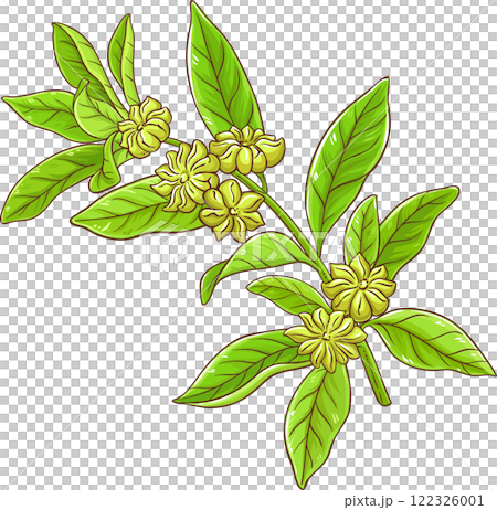 Anise Branch Colored Detailed Illustration. 122326001
