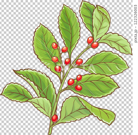 Yerba Mate Branch with Berries and Leaves Colored Detailed Illustration.  122326003