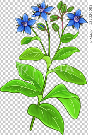 Borage Plant and Leaves Colored Detailed Illustration 122326005