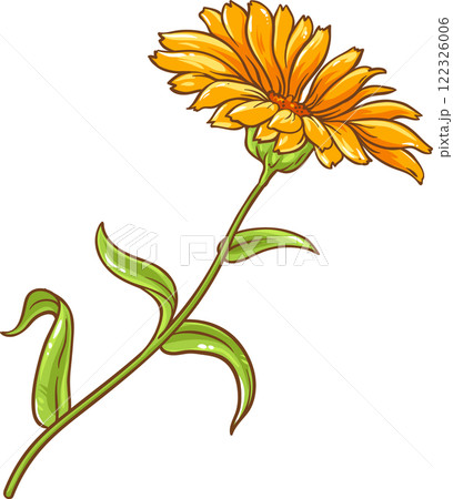 Calendula Plant with Flowers  and Leaves Colored Detailed Illustration 122326006