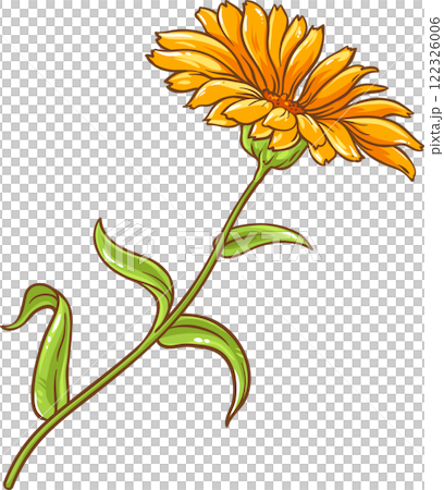 Calendula Plant with Flowers  and Leaves Colored Detailed Illustration 122326006