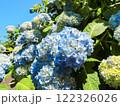 晴天に咲くたくさんの美しいアジサイ 122326026