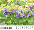 青葉に囲まれたたくさんの紫色のアジサイ 122326027