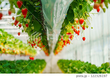 ハウスでのいちご狩り ハウスでのいちご狩り 122326197