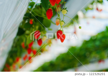 ハウスでのいちご狩り　下から 122326201