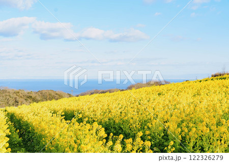 菜の花畑と海 菜の花畑と海 122326279