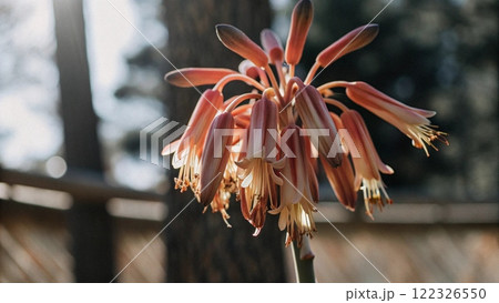 red flower of dry red chili red flower of dry red chili 122326550