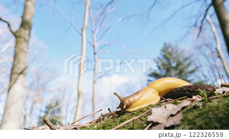 mushroom on tree 122326559