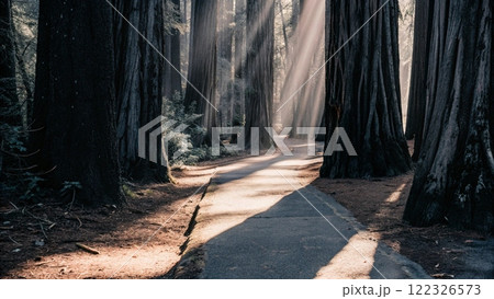 pine forest in the morning 122326573