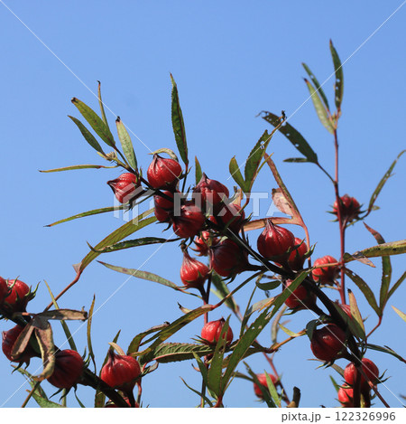 Hibiscus sabdariffa growing in Laos. Hibiscus sabdariffa growing in Laos. 122326996