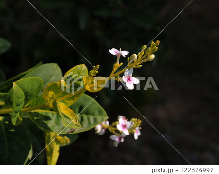 White flowers of a pseuderanthemum reticulatum growing in Laos. 122326997