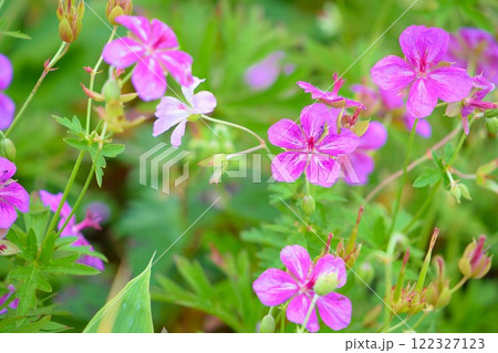 アサマフウロのピンク色の花 霧ヶ峰高原 アサマフウロのピンク色の花 霧ヶ峰高原 122327123