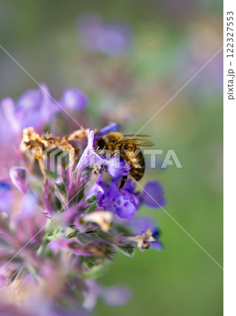 Close-up of a honey bee on purple salvia flower collecting nectar Close-up of a honey bee on purple salvia flower collecting nectar 122327553