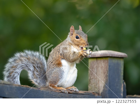 Grey squirrel eating nuts on a garden fence Grey squirrel eating nuts on a garden fence 122327555