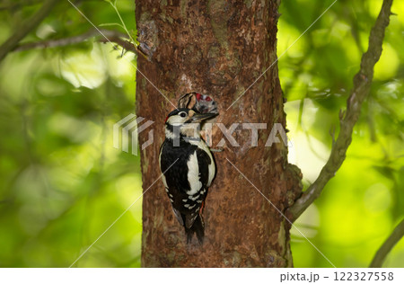 Great spotted woodpecker feeding its chick in spring 122327558