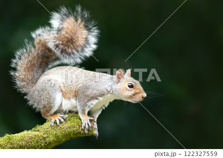 Grey squirrel standing on a mossy tree branch Grey squirrel standing on a mossy tree branch 122327559