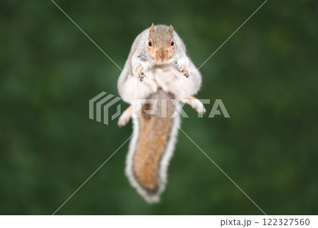 Close-up of a grey squirrel jumping 122327560