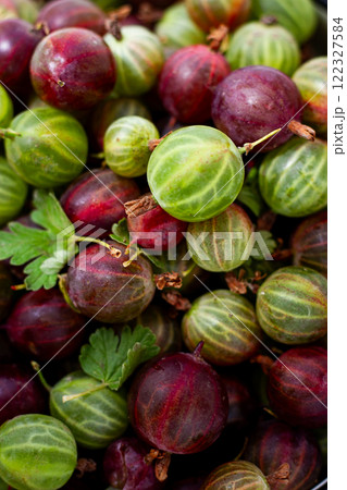 A vibrant collection of freshly picked gooseberries showcases green, red, and striped varieties, highlighting their natural beauty and freshness at a market setting during the summer season A vibrant collection of freshly picked gooseberries showcases green, red, and striped varieties, highlighting their natural beauty and freshness at a market setting during the summer season 122327584