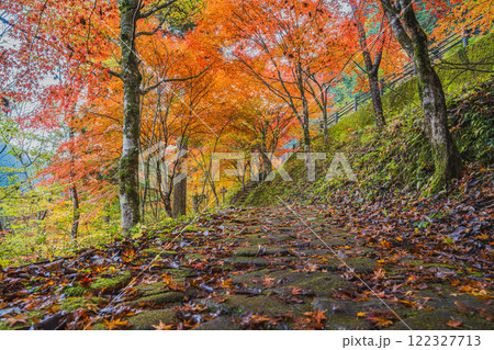 豊田市の大井平公園の紅葉した木々の風景(愛知県) 122327713