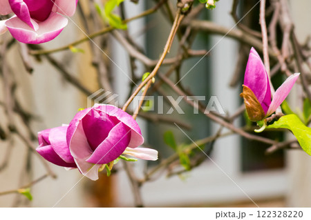 purple magnolia in full bloom. fresh bud. beautiful nature spring background. decorative tree purple magnolia in full bloom. fresh bud. beautiful nature spring background. decorative tree 122328220