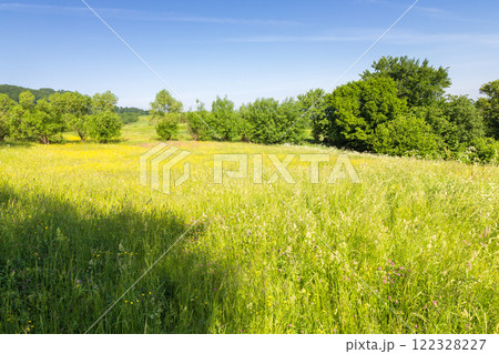 countryside landscape with green field in summer. alpine scenery with lush grassy meadow in carpathian mountain range of ukraine. forested rolling hills in the distance. sunny weather. rural region 122328227