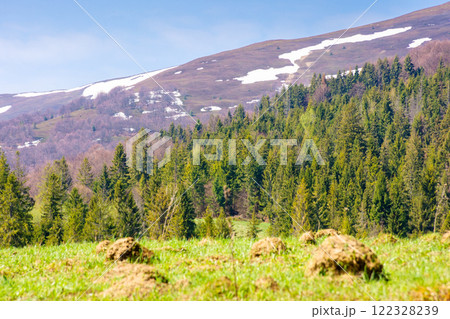 coniferous forest on the green hill. remote countryside. sunny day. mountain landscape of borzhava ridge in spring. scenic alpine scenery under blue sky. nature of transcarpathia 122328239