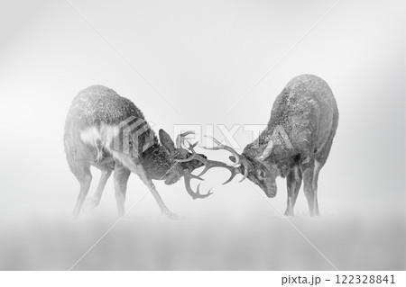 Two deers fight on of the fog on a light background 122328841