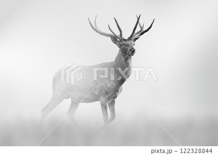 Deer comes out of the fog on a light background 122328844