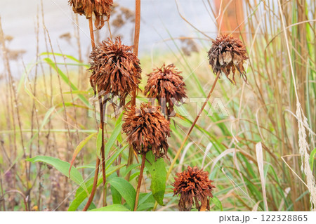 Dry Echinacea grows in meadow in autumn. Echinacea Marmalade is growing in garden. Plant of Aster family. Cottage garden. 122328865