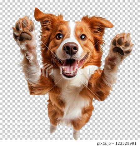 An energetic and joyful Border Collie jumping with one paw raised, showcasing its playful and friendly nature on a transparent background. The dog's fur is a vibrant mix of reddish-brown and white 122328991