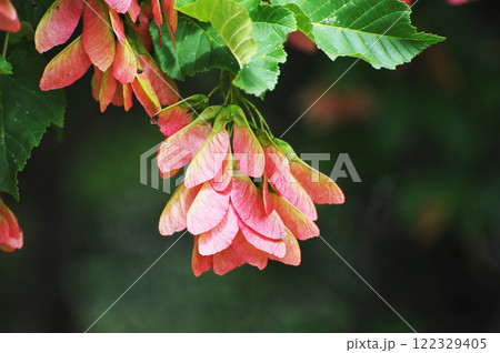 red seeds of the Tatar maple red seeds of the Tatar maple 122329405