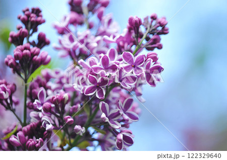 spring flowering of lilac spring flowering of lilac 122329640