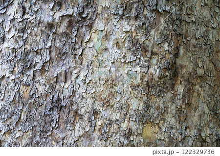 Abstract Background of Rough Tree Bark Surface in Nature Abstract Background of Rough Tree Bark Surface in Nature 122329736