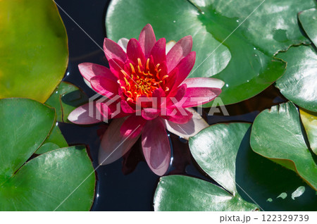 Red water lily surrounded by leaves in water Red water lily surrounded by leaves in water 122329739