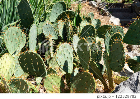 Opuntia Discata Cacti in the Sunlight of a Summer Day 122329782