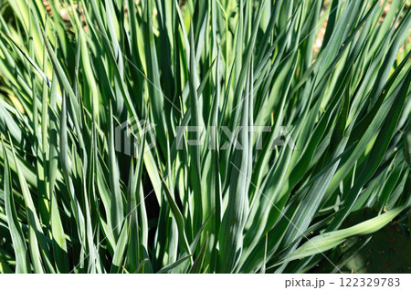 A bunch of green grass with some brown spots A bunch of green grass with some brown spots 122329783