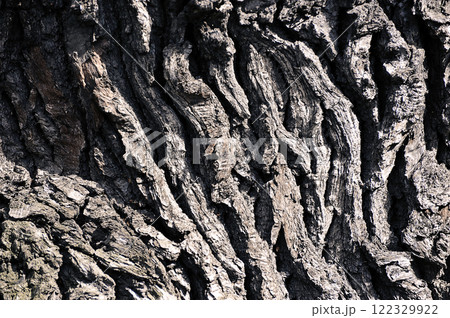 Abstract background - tree bark 122329922