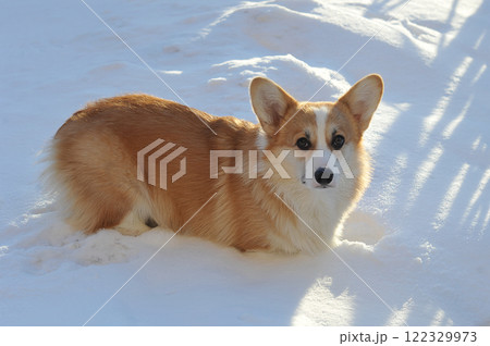 young Welsh corgi dog lies in the snow young Welsh corgi dog lies in the snow 122329973