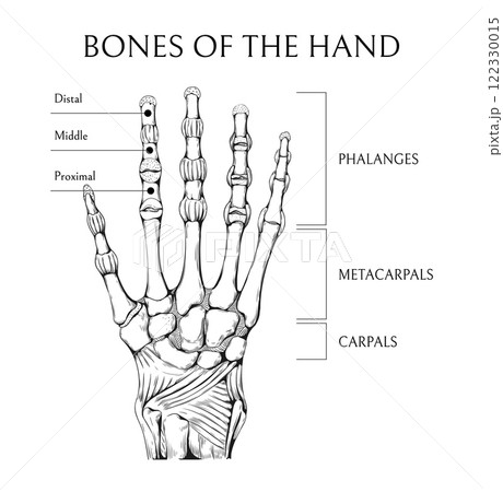Hand drawn bones. Human arm sketch. Medical educational banner. Skeleton engraving diagram. Medicine science encyclopedia. Wrist skeletal structure. Inscription text. Vector anatomy poster 122330015