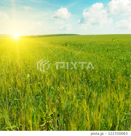 Green wheat field and sunrise. 122330063