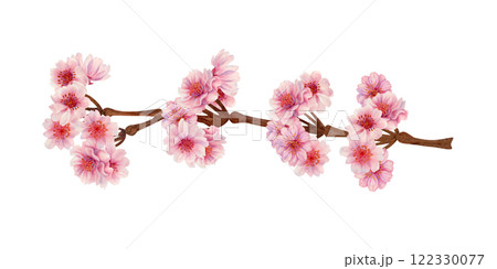 Branch with pink cherry blossom flowers to celebrate Japanese Hanami cherry blossom festival isolated on white background. Watercolor botanical template in lilac-pink color, in the sunrise palette. 122330077