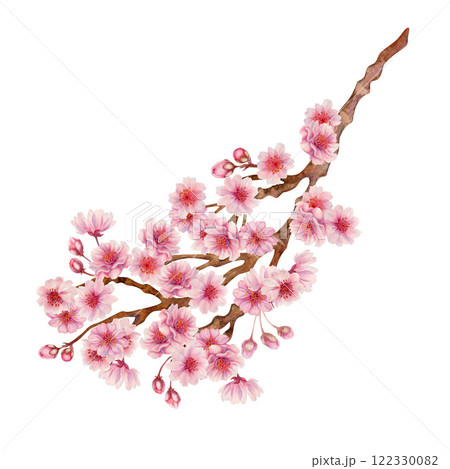 Branch with pink cherry blossom flowers to celebrate Japanese Hanami cherry blossom festival isolated on white background. Watercolor botanical template in lilac-pink color, in the sunrise palette. 122330082