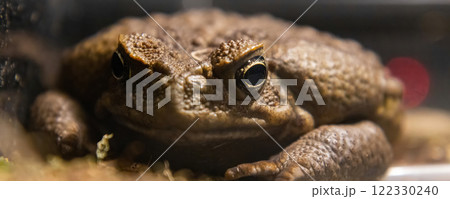 Toad-aha or aha (Latin. Rhinella marina) is a large-earth amphibians from the toad family Toad-aha or aha (Latin. Rhinella marina) is a large-earth amphibians from the toad family 122330240