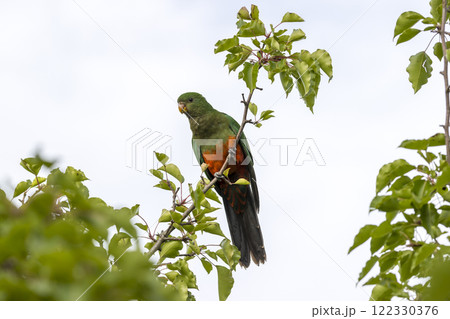A colourful, friendly, and vibrant Australian King Parrot 122330376