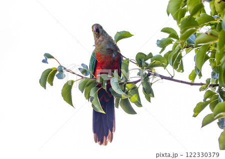 A colourful, friendly, and vibrant Australian King Parrot 122330379