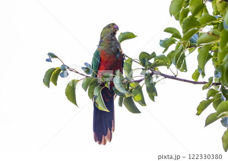A colourful, friendly, and vibrant Australian King Parrot 122330380