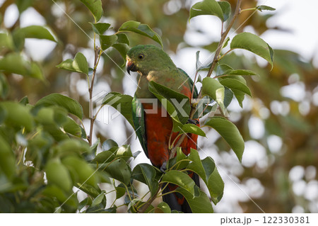 A colourful, friendly, and vibrant Australian King Parrot 122330381